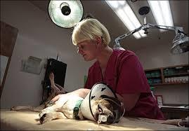 Esterilização de um cão / Sterilization for a dog