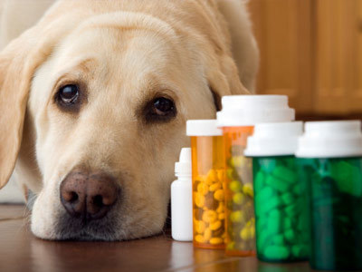 Medicina para um cão / Medicine for a dog