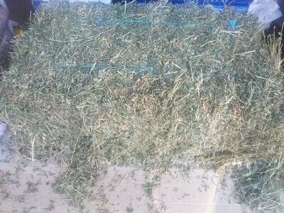 2 nd Grade Lucerne Hay