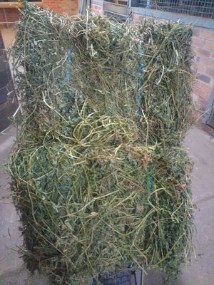 Prime Lucerne Hay