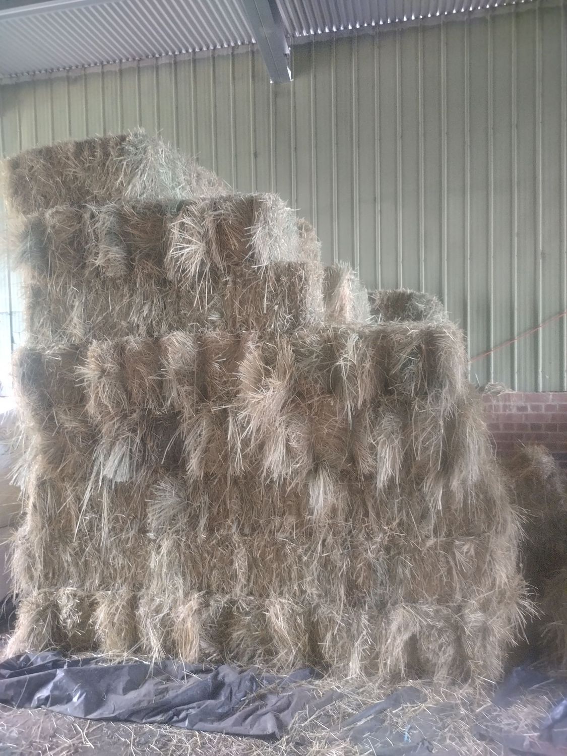 Teff Hay Low GI Sugar