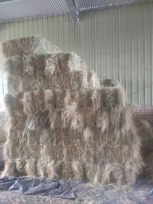 Teff Hay Low GI Sugar