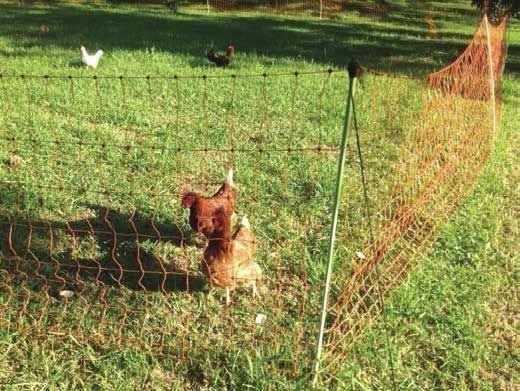 Thunderbird Electric Fence Poultry Netting  - 106 cm X 50 metres