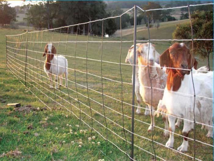 Thunderbird Sheep/Goat Thundernet  -  50 metres