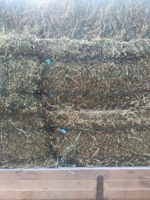 Lucerne Hay  -  New Season Lucerne Hay  -  New Season