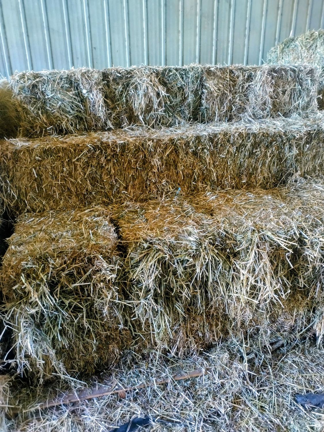 Rye Grass Hay Rye Grass Hay