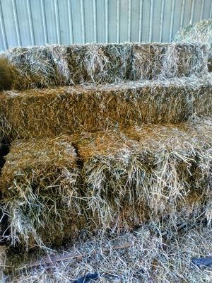 Rye Grass Hay
