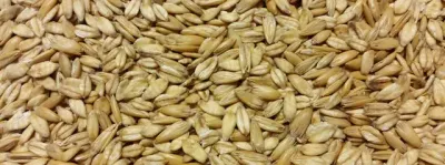 D & G Steamed Rolled Oats  -  25 kg