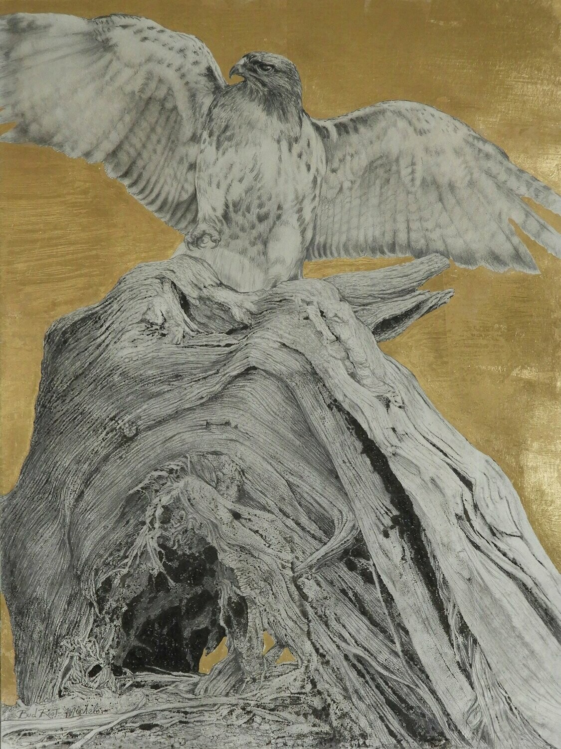 Red Tail Hawk on Ancient Cedar