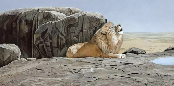 Lion on Kopjes