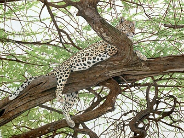 Leopard in a Tree
