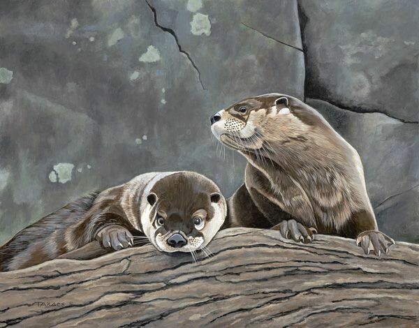 Otters
