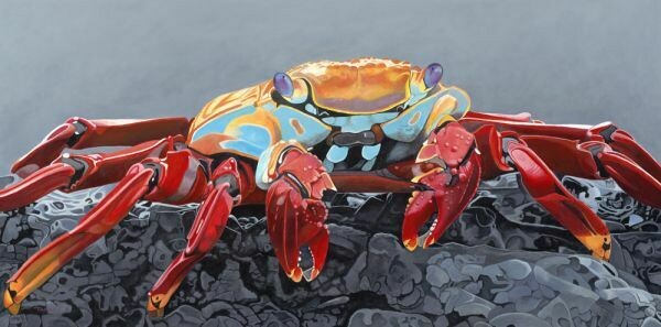 Sally Lightfoot Crab