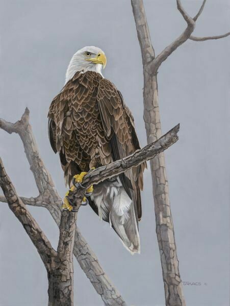 American Bald Eagle
