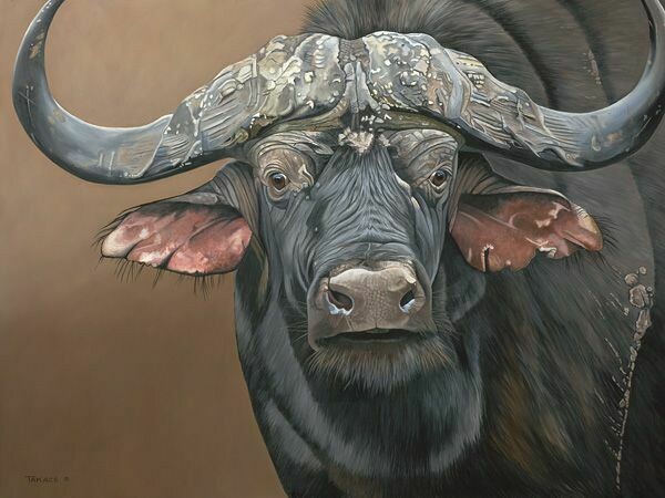 Cape Buffalo
