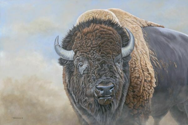 American Bison