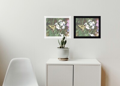 Live As Though Life Was Created For You - Butterfly Photo 8"x10"