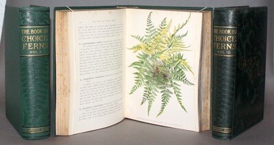 SCHNEIDER, George.- The Book of choice Ferns for the Garden, Conservatory and Stove, 1892-1894.