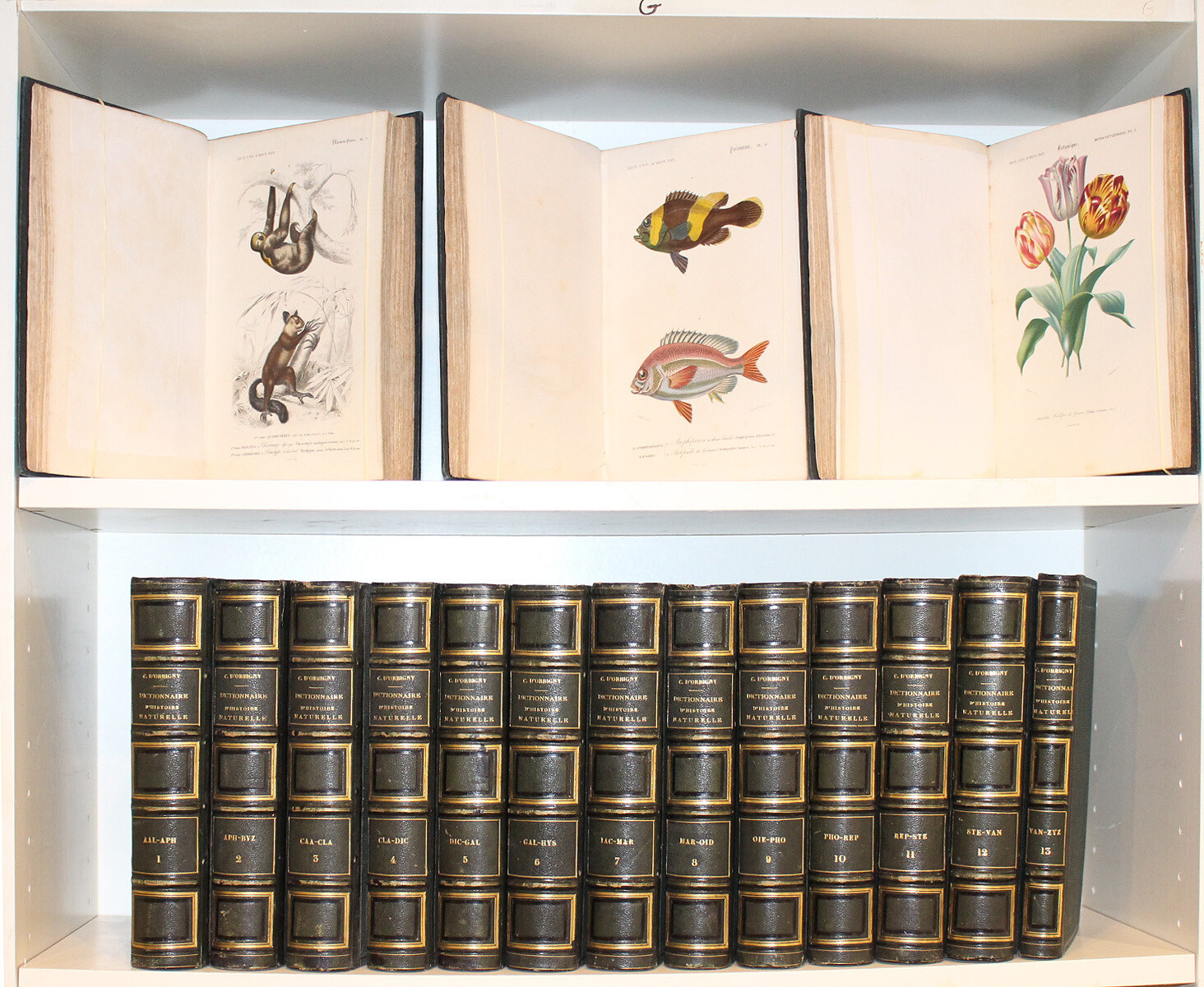 ORBIGNY, Charles d'.- Dictionnaire universel d'histoire naturelle, 1849. 16 volumes, plus de 250 planches coloriées.