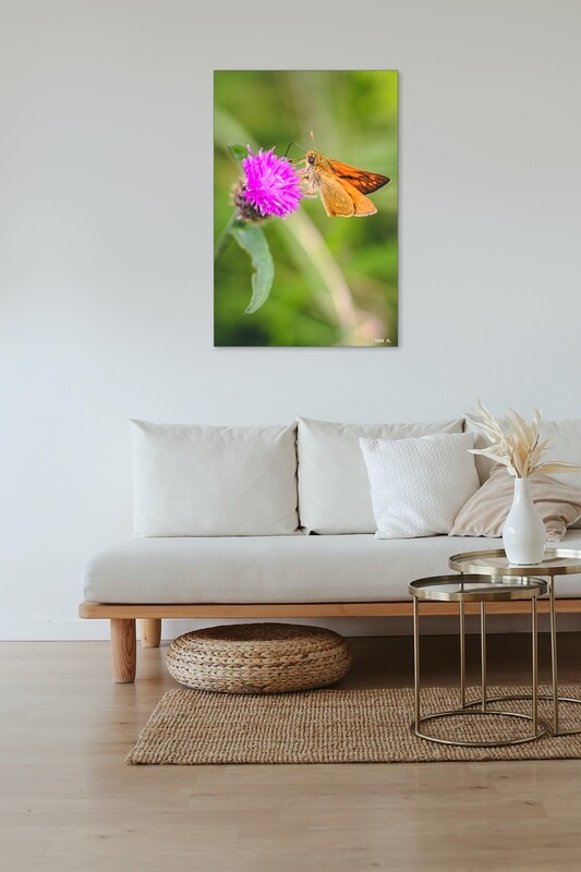 NATURE // PAPILLON BUTINEUR