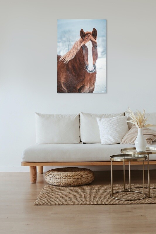 NATURE // CHEVAL EN HIVER