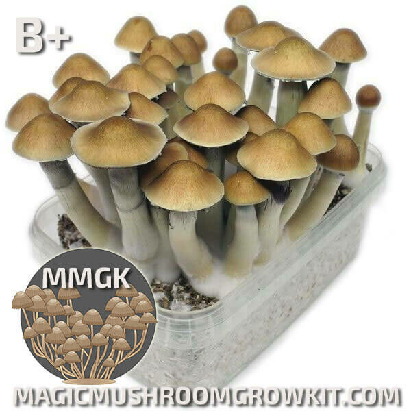 Mushroom Grow kit B+