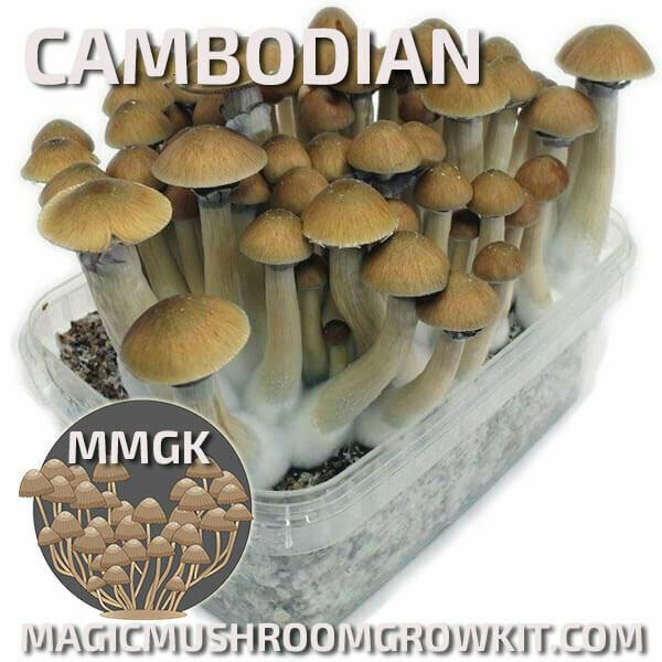 Mushroom Grow kit Cambodian