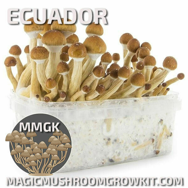 Mushroom Grow kit Ecuador