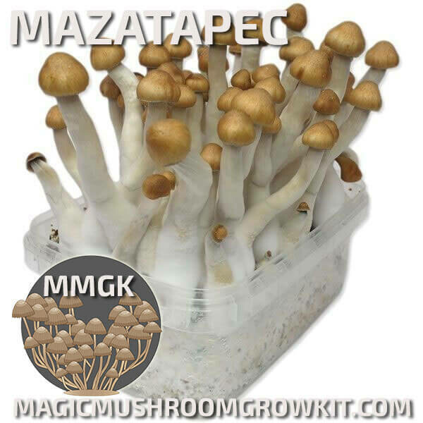 Mushroom Grow kit Mazatapec