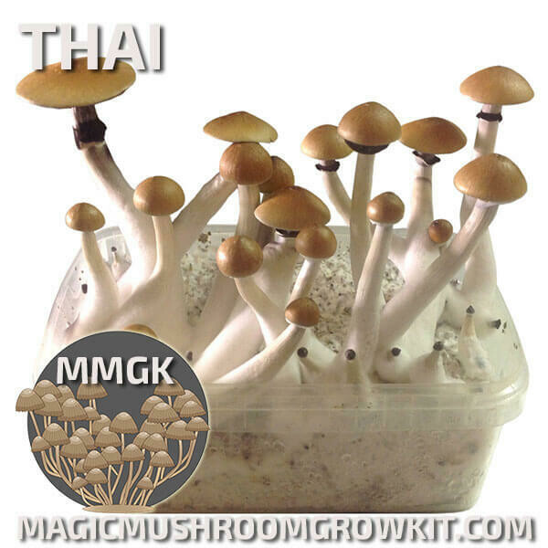 Mushroom Grow kit Thai