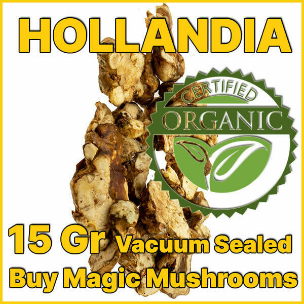 15 GRAMS - HOLLANDIA - MAGIC TRUFFLES