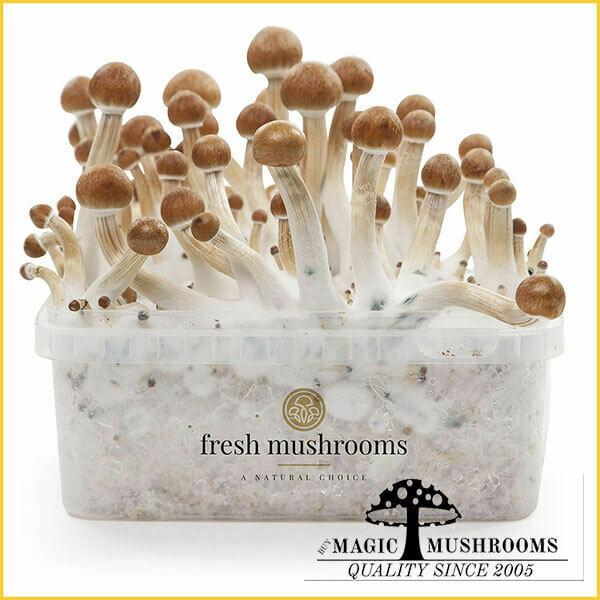 100% Mycelium Grow Kit B+
