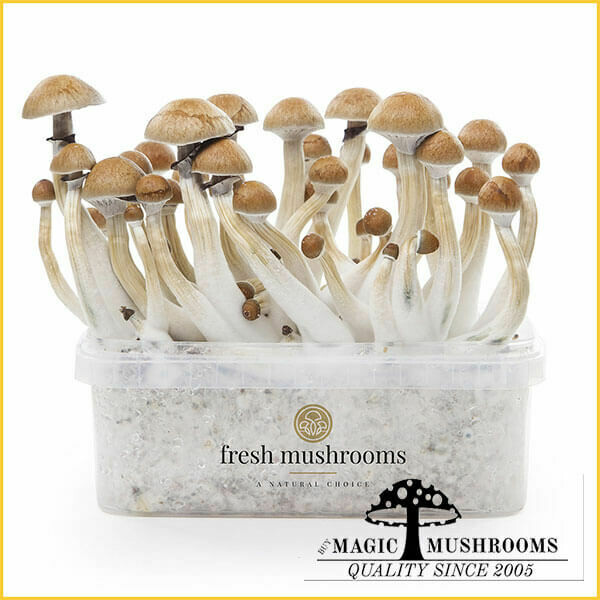 100% Mycelium Grow Kit Cambodian