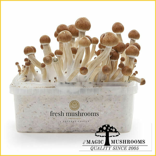 100% Mycelium Grow Kit Ecuador