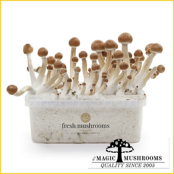 100% Mycelium Grow Kit Mazatapec