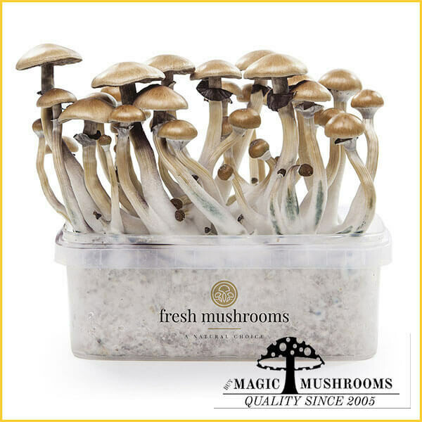 100% Mycelium Grow Kit Golden Teacher