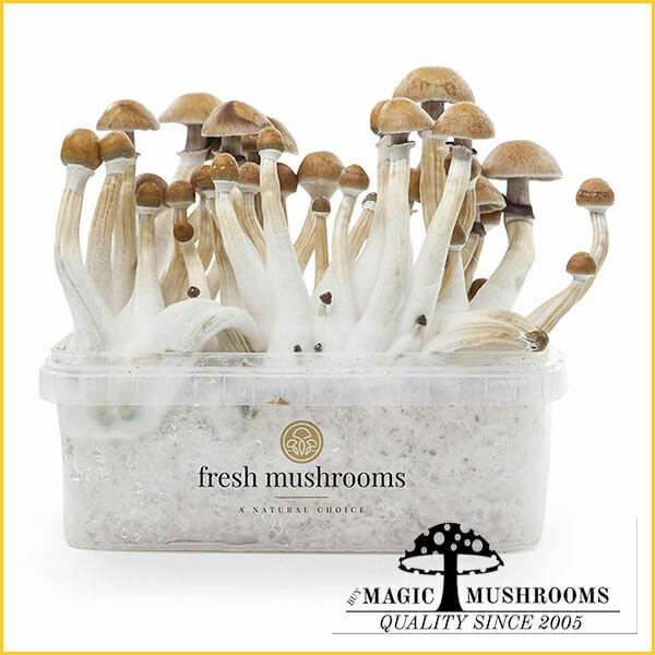 100% Mycelium Grow Kit Mexican