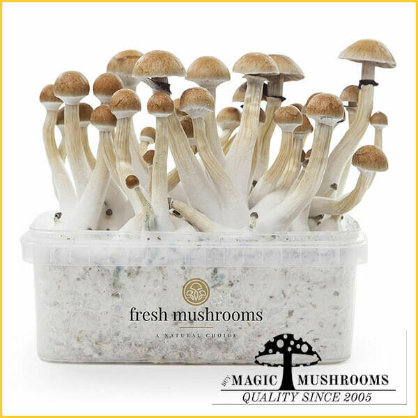 100% Mycelium Grow Kit Thai