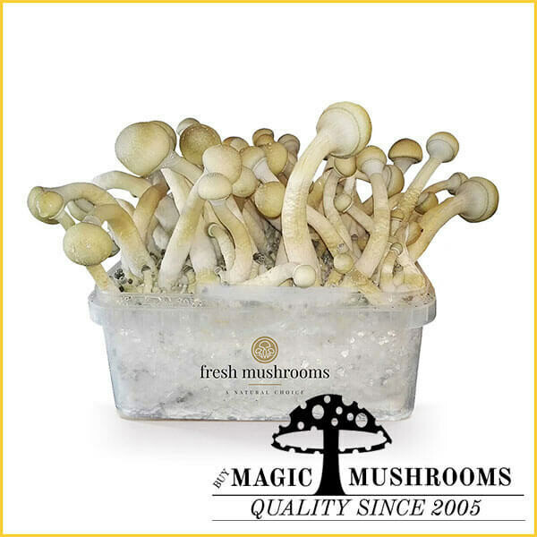 100% Mycelium Grow Kit Moby Dick