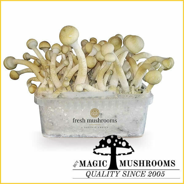 100% Mycelium Grow Kit Albino A