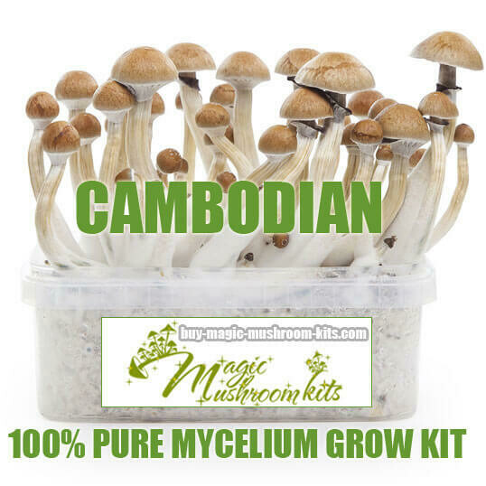 100% Mycelium Grow Kit Cambodian