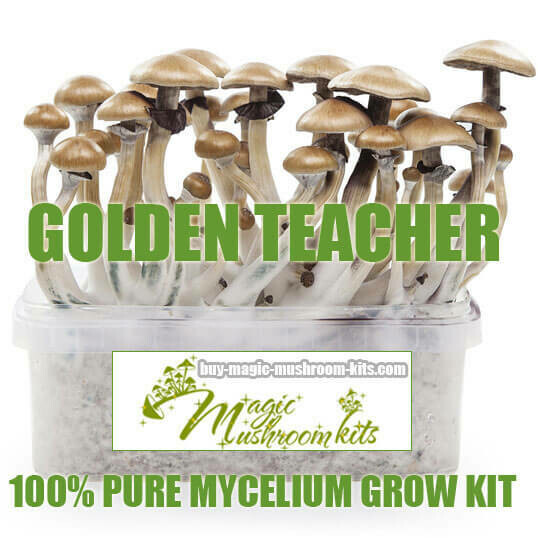100% Mycelium Grow Kit Golden Teacher