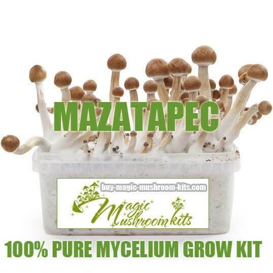 100% Mycelium Grow Kit Mazatapec