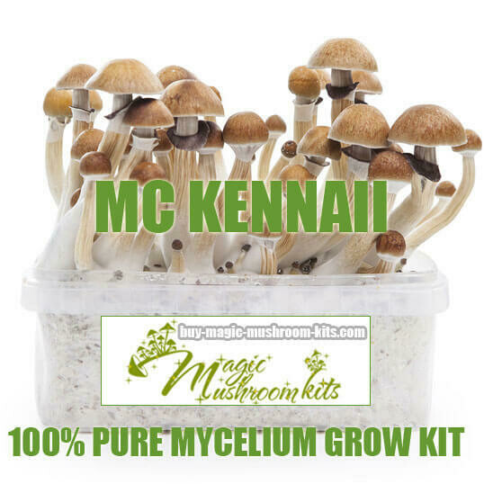 100% Mycelium Grow Kit McKennaii
