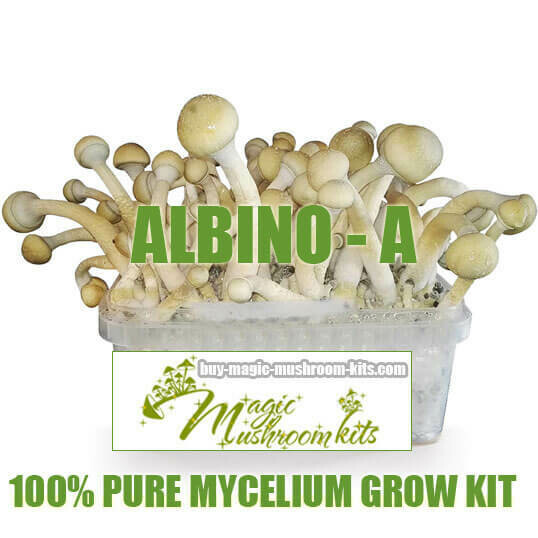 100% Mycelium Grow Kit Albino A