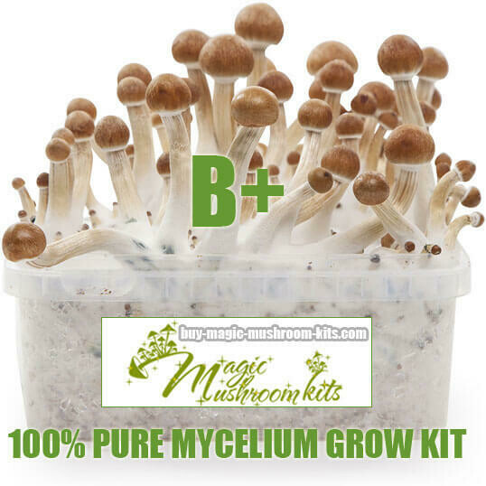 100% Mycelium Grow Kit B+