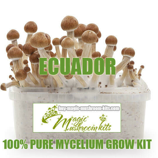 100% Mycelium Grow Kit Ecuador