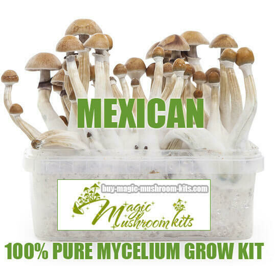 100% Mycelium Grow Kit Mexican