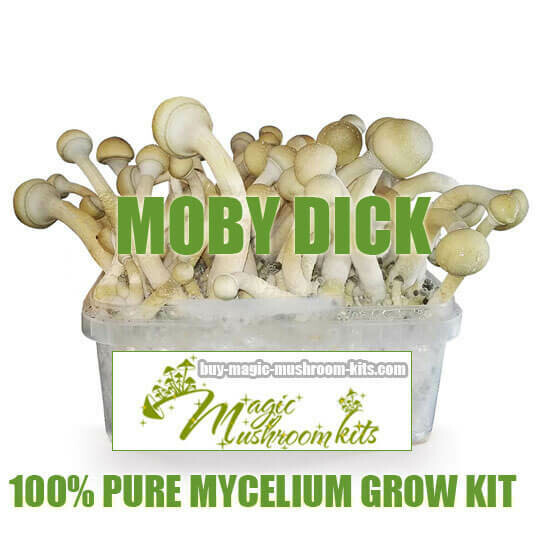 100% Mycelium Grow Kit Moby Dick