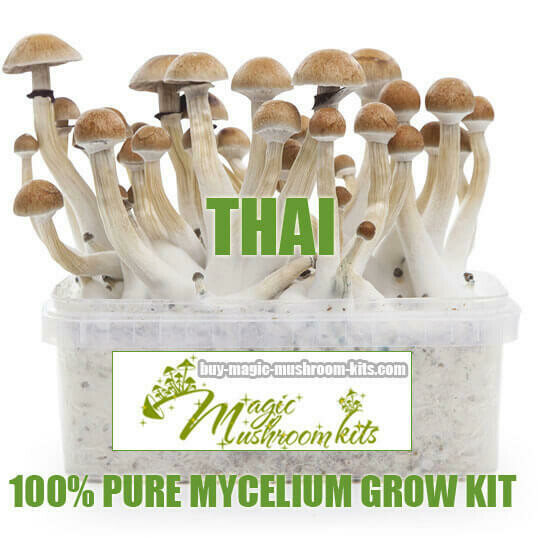 100% Mycelium Grow Kit Thai
